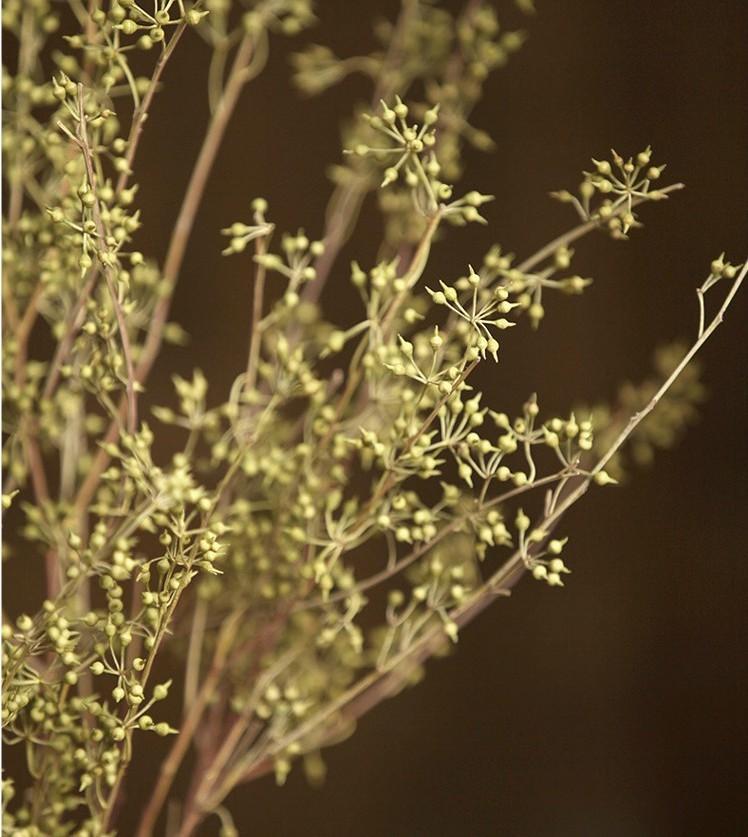 dried flower seed pods Dried Seed Pods, Seed Stalks, Natural Greenery, Dried Flowers – Paintingforhome