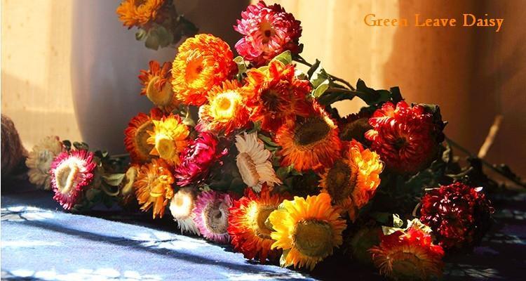 A Bunch Dried Daisy Flowers, Natural Dried Flower Arrangements –  Paintingforhome