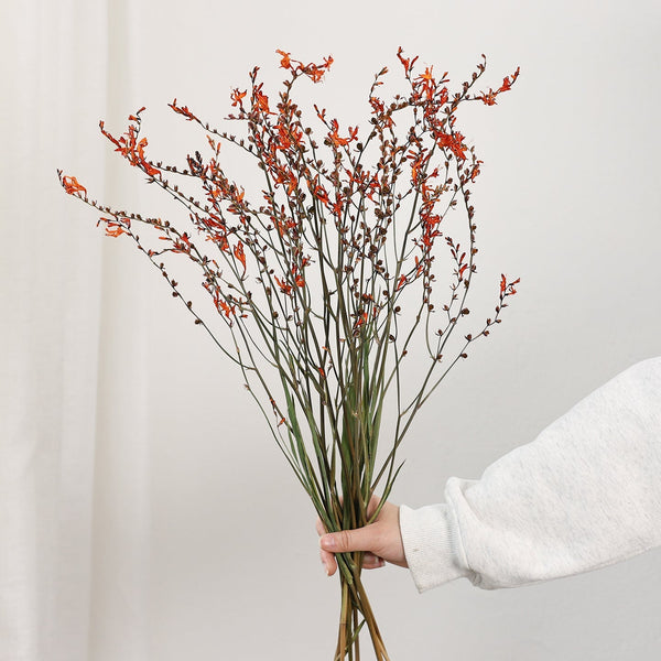 Dried Fire Orchid Bouquet, Natural Decorations, Flower Arrangement, Handmade Artificial Flower, Natural Dried Flowers-Paintingforhome