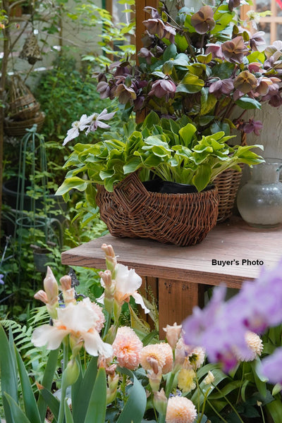 Large Picnic Food Basket with Handle, Natural Hand-woven Wicker Storage Basket, Natural Fruit Baskets, Kitchen Storage Baskets, Willow Weaving Baskets with Handle-Paintingforhome