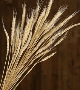 Bunch of Dried Wheat, Rustic Dried Floral Arrangement, Naturally Dried Plant-Paintingforhome