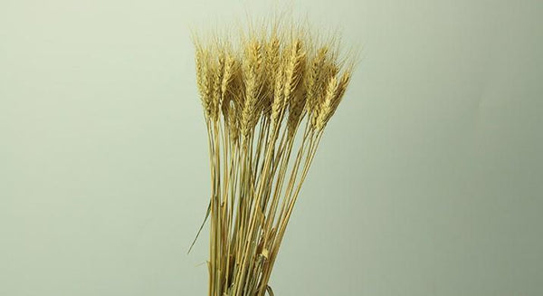 Rustic Dried Floral Arrangement, A Bunch of Dried Wheat, Dried Plant-Paintingforhome