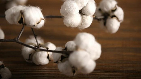 Dried Cotton Stalks, Cotton Stalks, Dried Decor, Natural Decorations, Cotton Flower-Paintingforhome