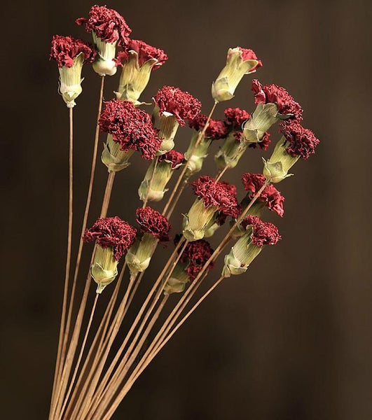 Dried Carnation, Flower Arrangement, Dried Decor, Natural Decorations-Paintingforhome
