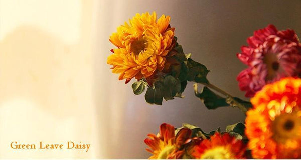 A Bunch Dried Daisy Flowers, Natural Dried Flower Arrangements, Dried Floral, Bulk Flowers-Paintingforhome