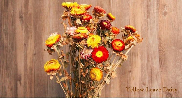 A Bunch Dried Daisy Flowers, Natural Dried Flower Arrangements, Dried Floral, Bulk Flowers-Paintingforhome